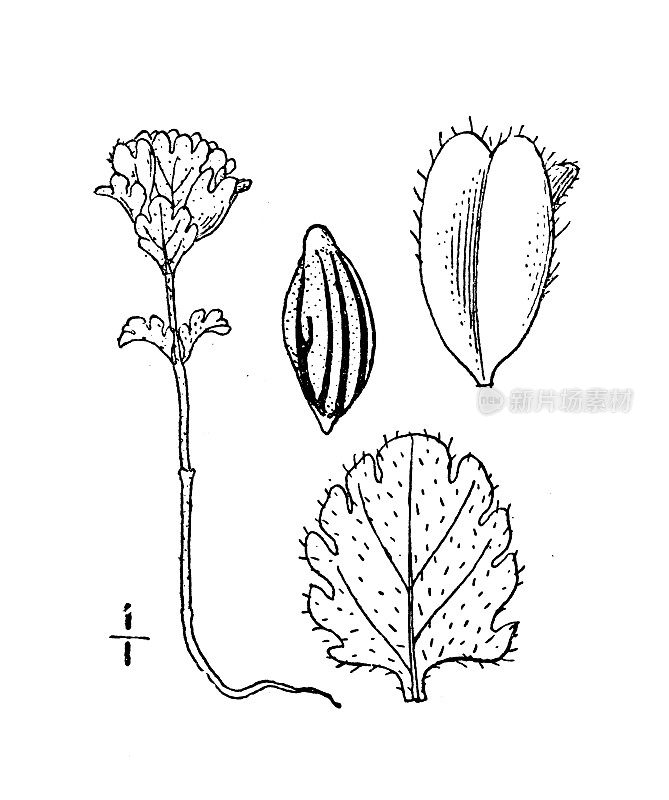 古董植物学植物插图:Euphrasia Oakesii, Oakes' Eyebright